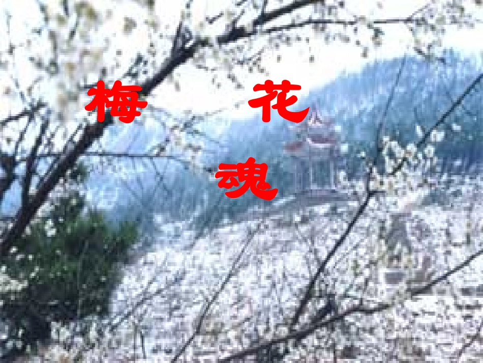 《梅花魂》PPT完美版_第1页