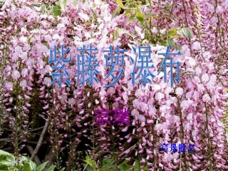 《紫藤萝瀑布》课件（29页）