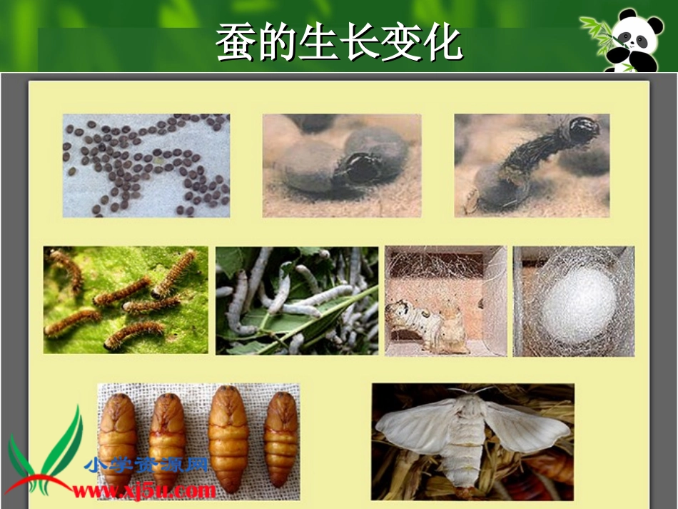 -蚕的生命周期准_第3页