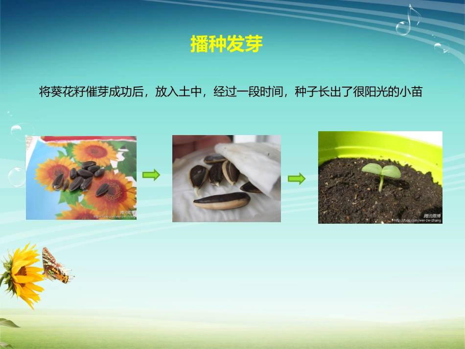 向日葵的一生_第3页