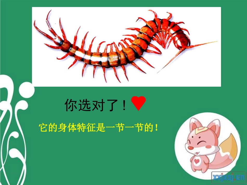 吴漾4《节节虫》课件_第3页