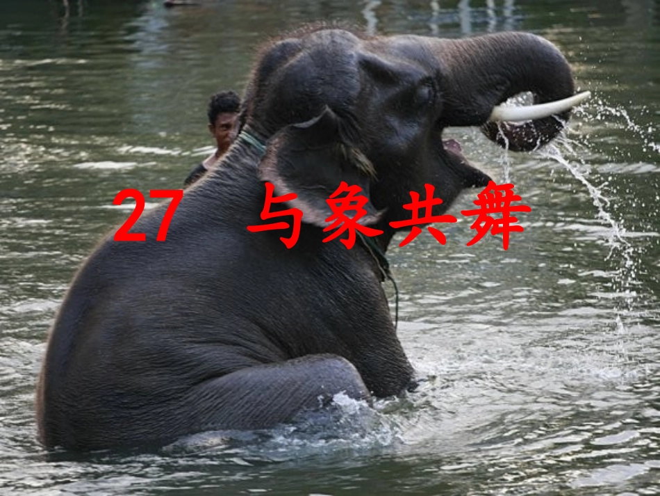 最新最新《与象共舞》课件()_第1页
