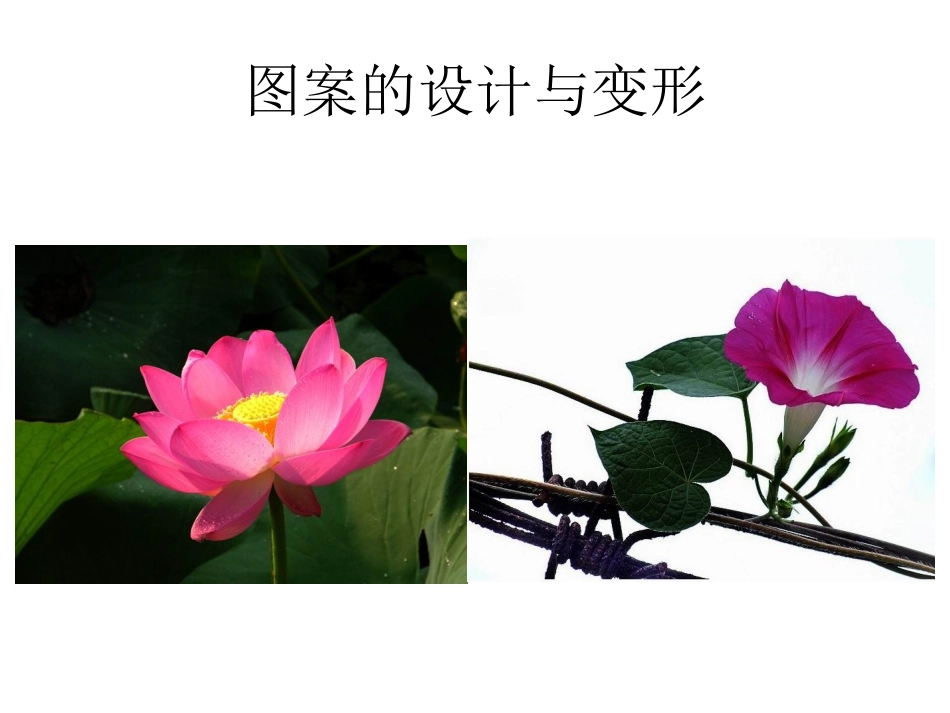 小学美术第十册《美丽的花》课件_第3页