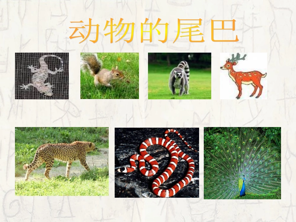 如果人类也有尾巴_课件_第3页
