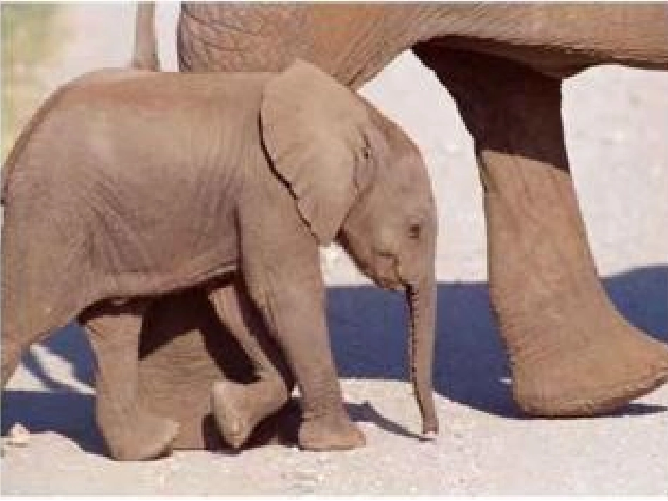 可爱的小象课件_第2页