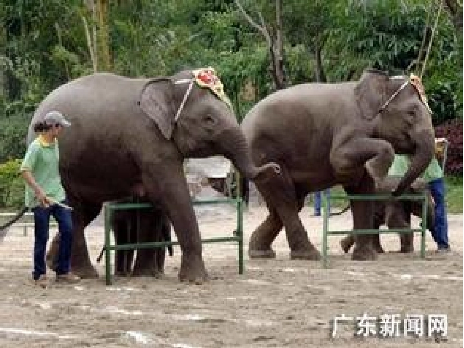 可爱的小象课件_第3页