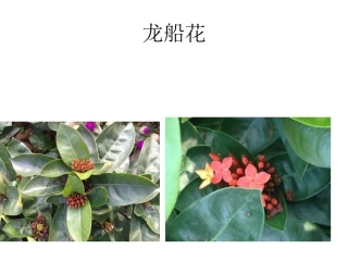 宾王小学生物图鉴