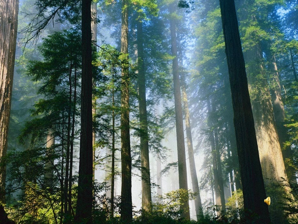 小熊住山洞_课件整理版_第1页