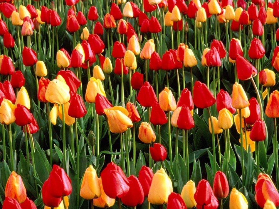 牧场之国课件_第1页