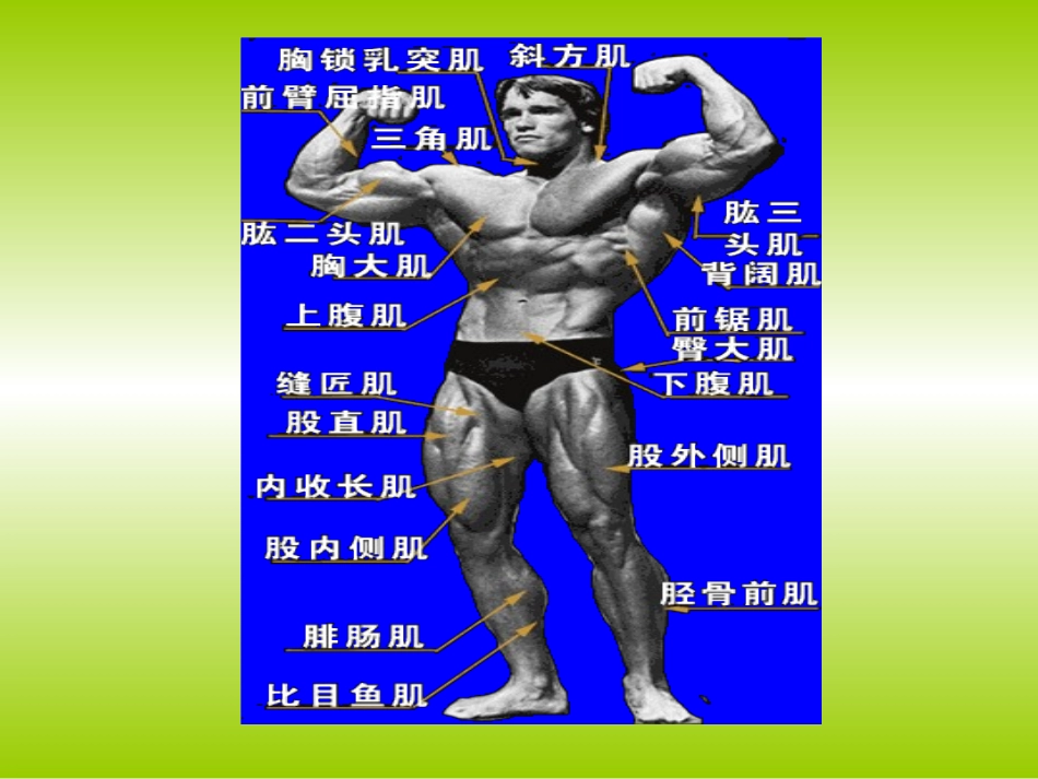 肌肉课件最新_第1页