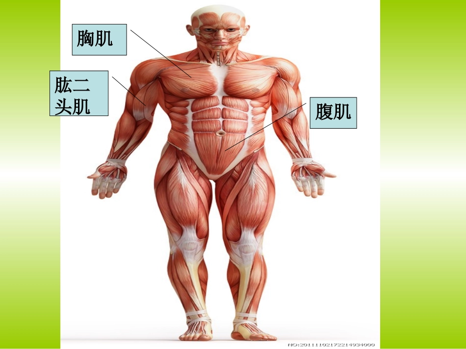 肌肉课件最新_第2页