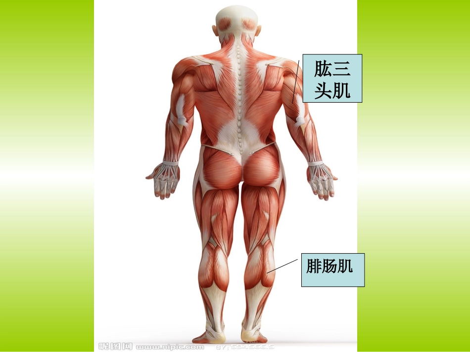 肌肉课件最新_第3页