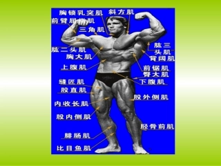 肌肉课件最新