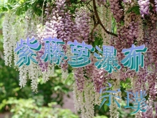紫藤萝瀑布讲课稿