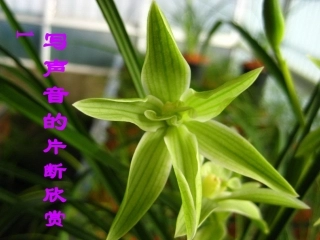 写声音的片断欣赏1 (2)