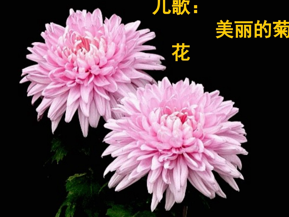 儿歌：美丽的菊花_第1页