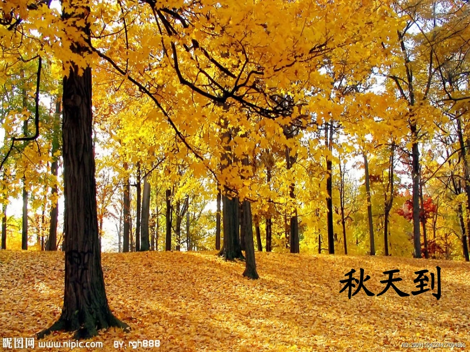 儿歌：美丽的菊花_第2页