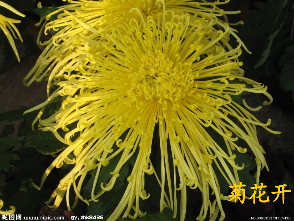 儿歌：美丽的菊花_第3页