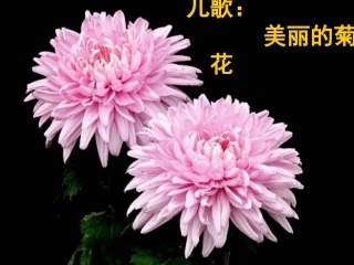 儿歌：美丽的菊花