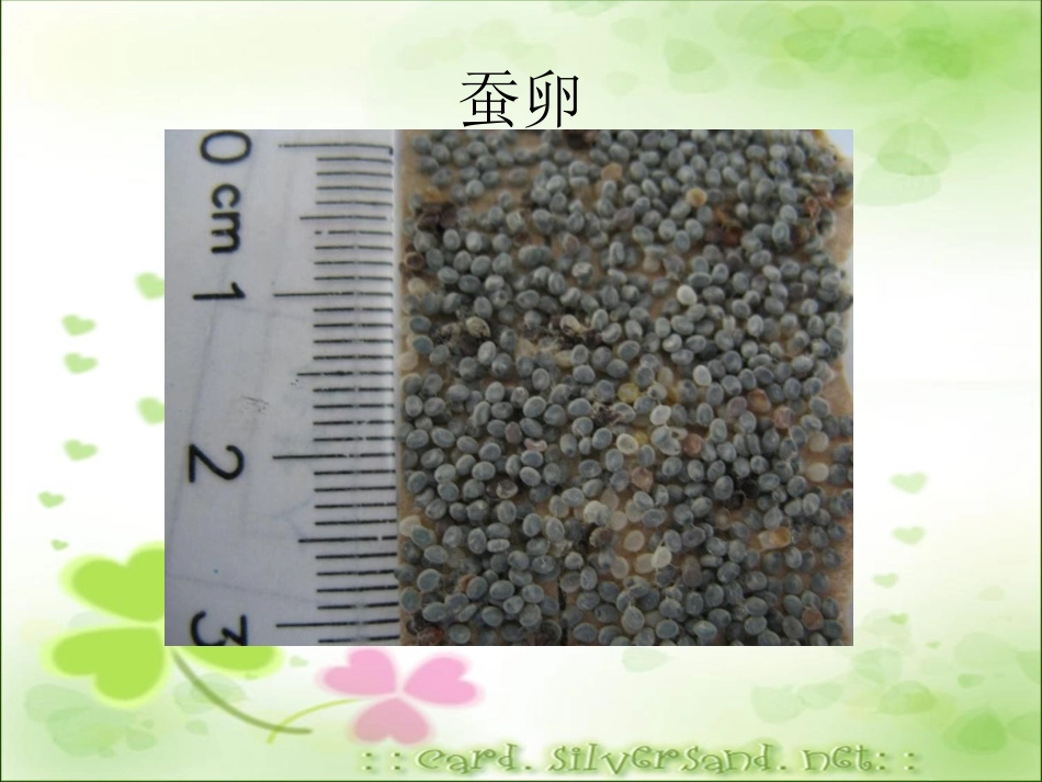 -蚕卵里孵出的新生命()_第2页