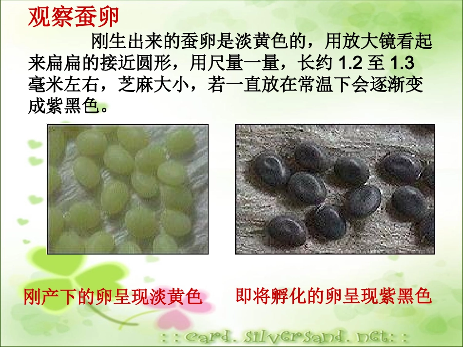 -蚕卵里孵出的新生命()_第3页