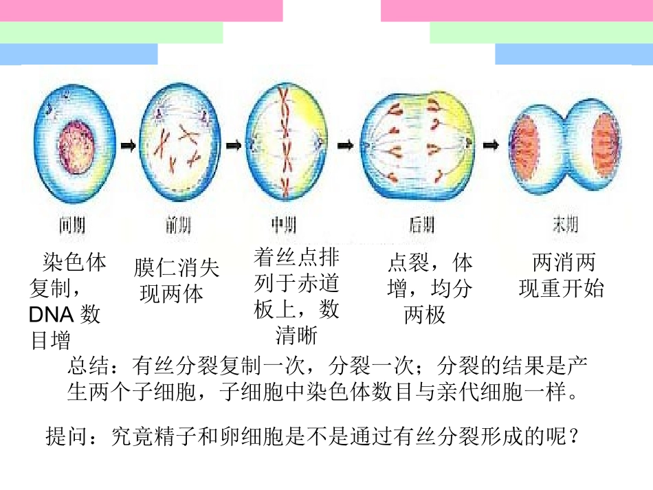 减数分裂与受精作用——第一课时减数分裂_第2页
