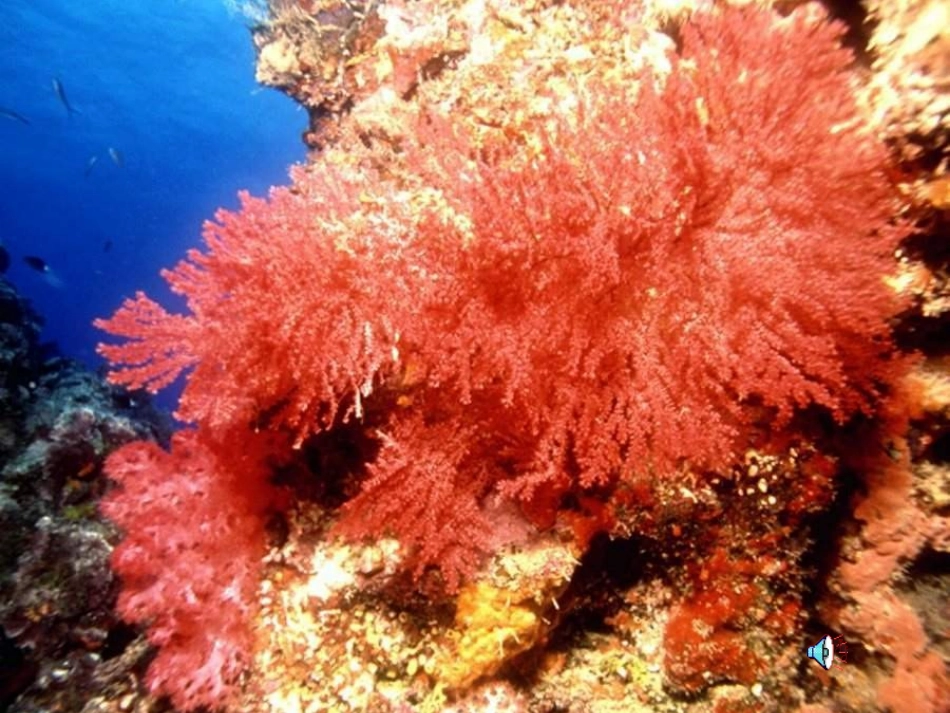 西沙群岛课件_第2页