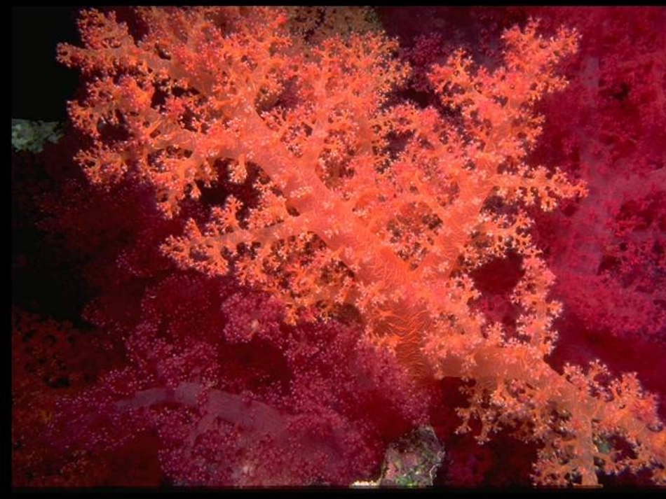 西沙群岛课件_第3页