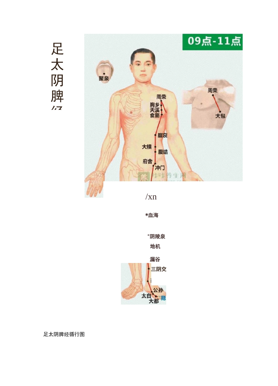 脾经的位置图_第3页