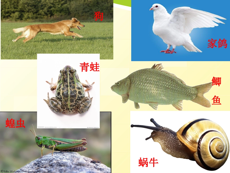 种类繁多的动物 (3)_第2页