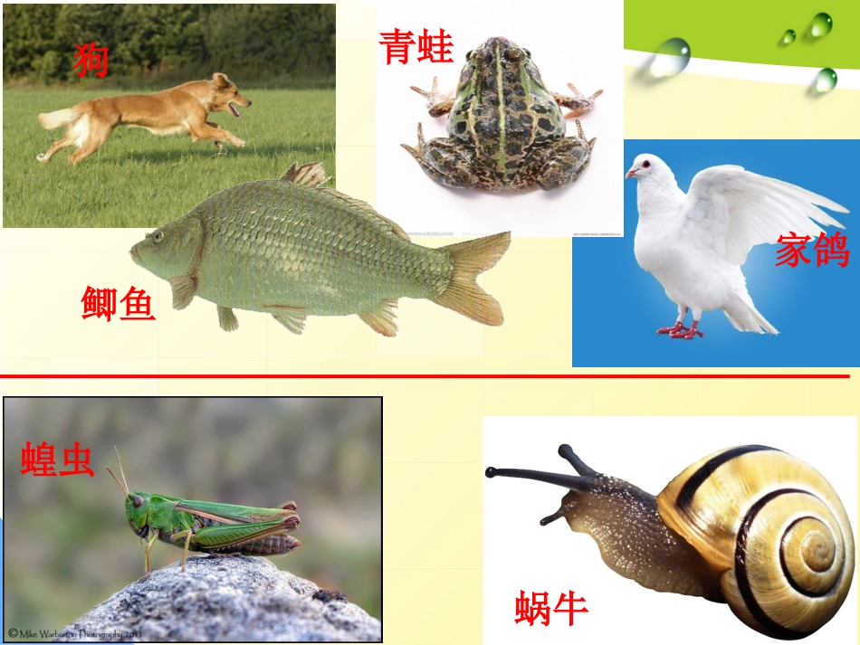种类繁多的动物 (3)_第3页