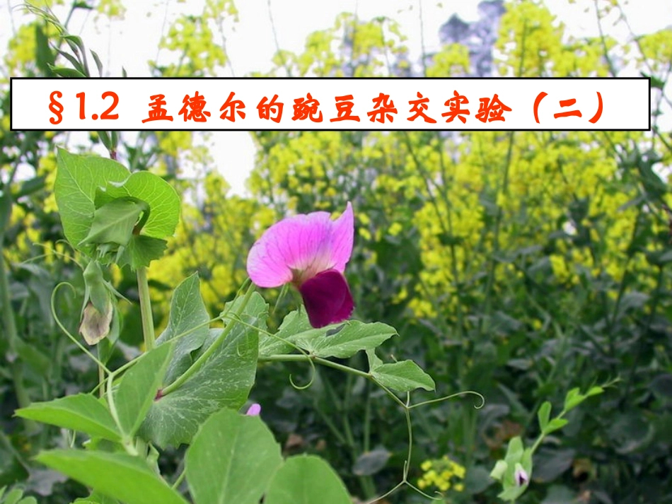 基因自由组合（我）_第3页