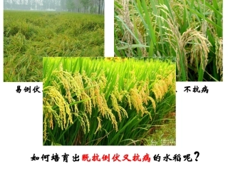 基因自由组合（我）