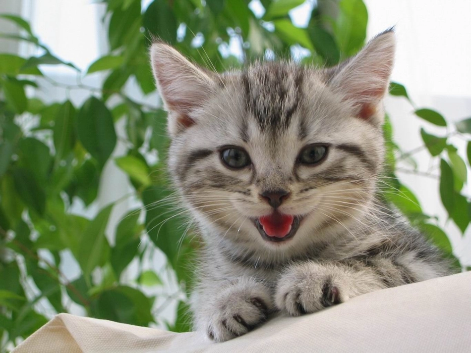 卡罗尔和她的小猫_第2页