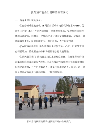 蛋鸡预产前会出现哪些生理变化