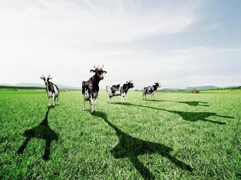 第二课时影子的联想_第2页