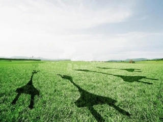 第二课时影子的联想