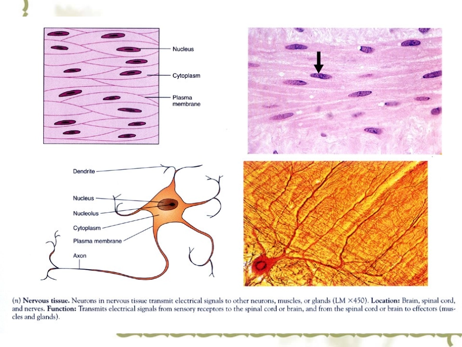 《动物细胞》_第3页