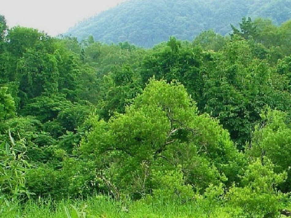 失踪的森林王国_第2页