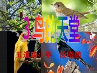 鸟的天堂(1)