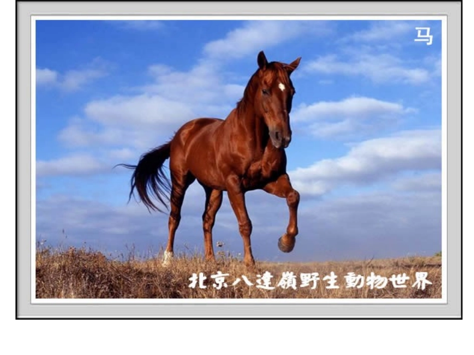 食草动物和食肉动物_第2页