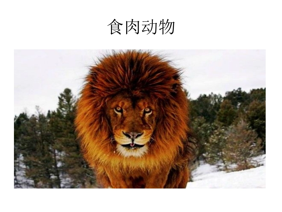 食草动物和食肉动物_第3页
