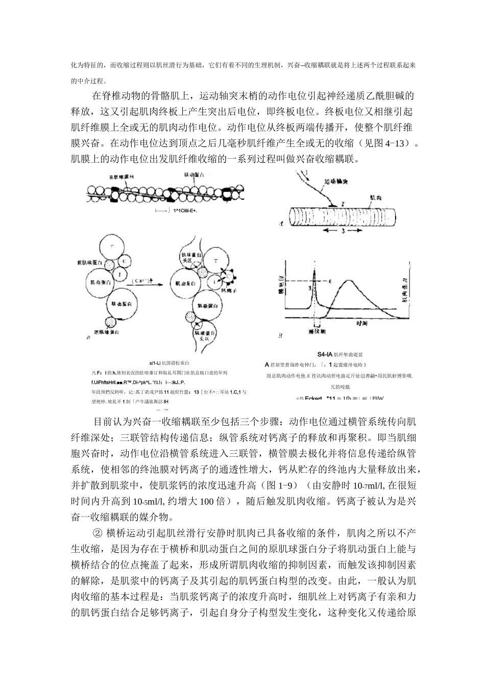 肌肉的收缩原理_第2页