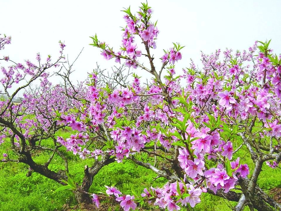 口语交际演示文稿(1)_第2页