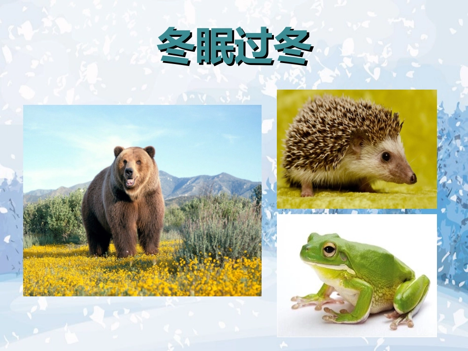 动物过冬课件_第3页
