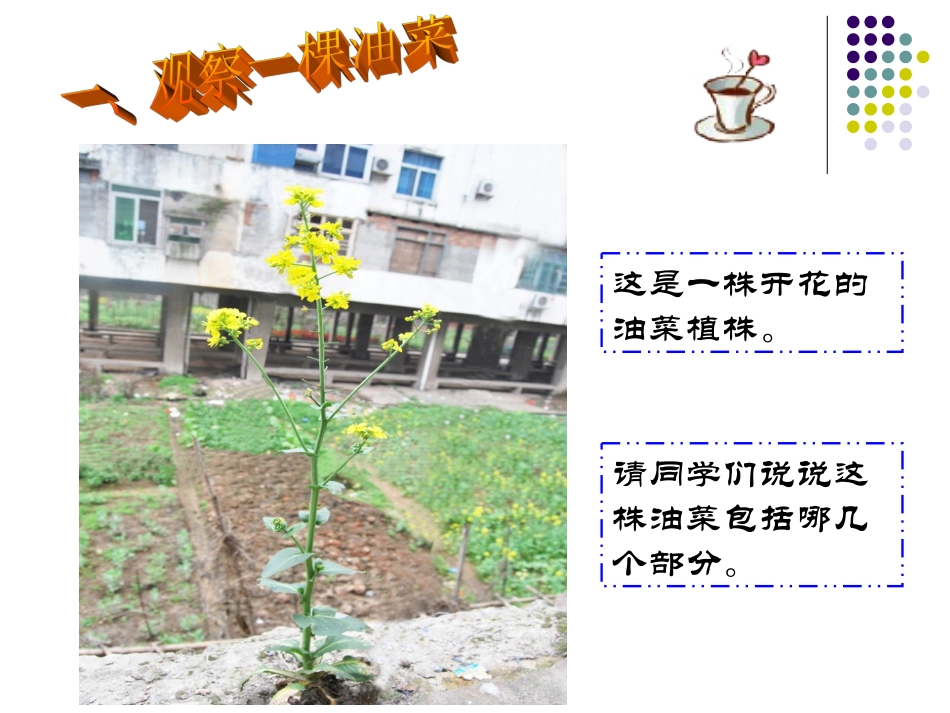_油菜花开了 ()_第2页