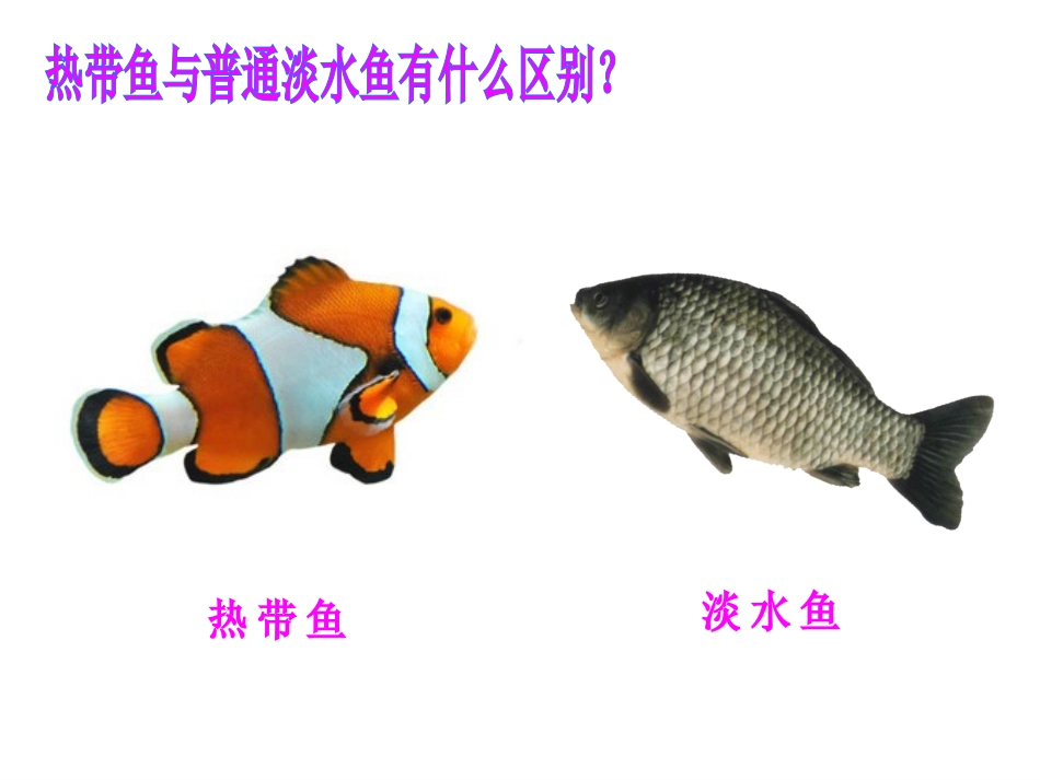 美丽的热带鱼_第3页