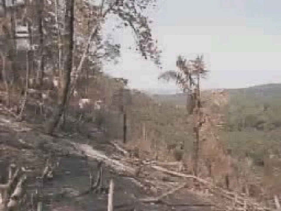 语文：518《雨林的毁灭——世界性灾难》课件（1）（语文版八年级上册）_第3页