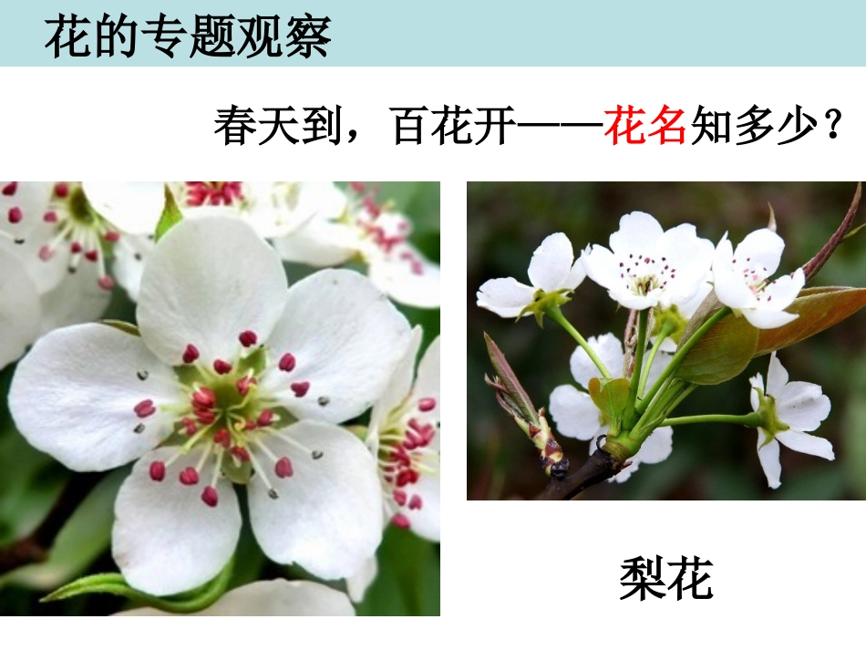 四下二2各种各样的花陈建秋_第2页