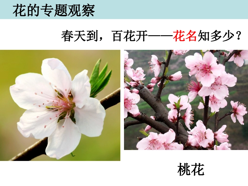 四下二2各种各样的花陈建秋_第3页